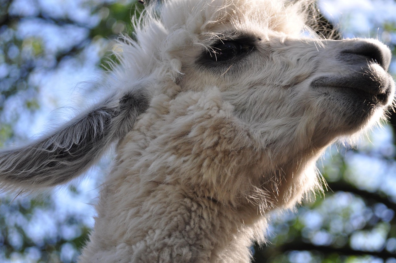 匿名号码卡批发：轮毂分期购买平台